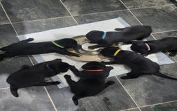 Labrador Retriever dogs for sale: Labrador puppies - Advert 2