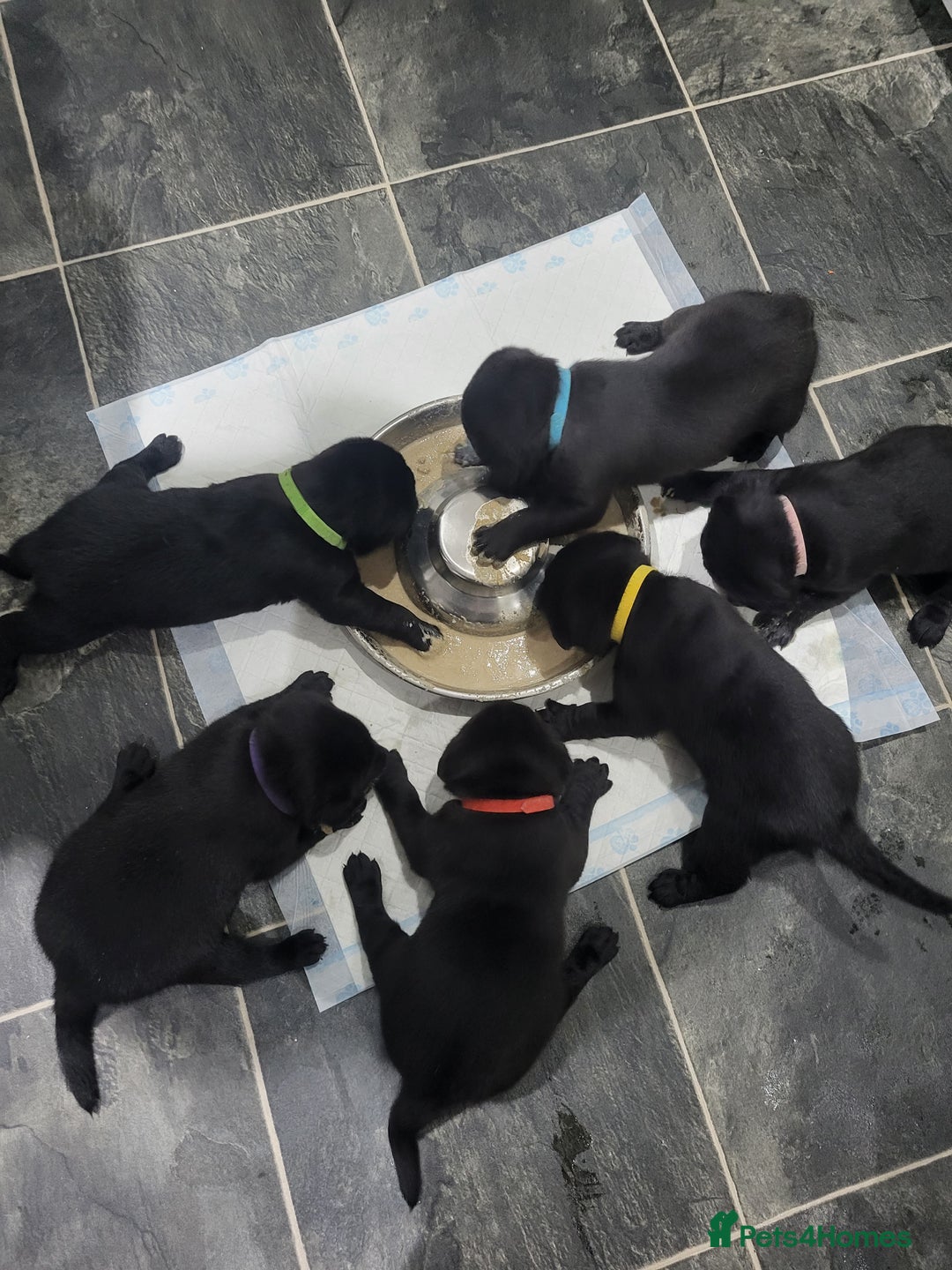 Labrador Retriever dogs for sale: Labrador puppies - Advert 2