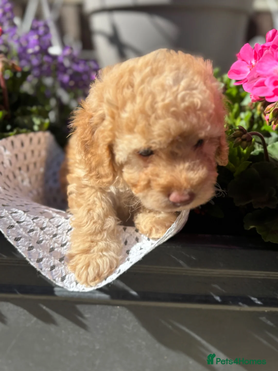 Cockapoo dogs for sale: Adorable Cockapoo puppies  - Advert 17