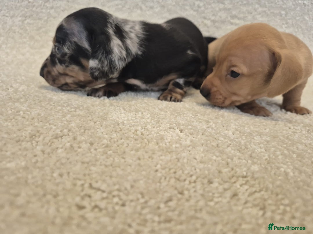 Dachshund dogs for sale: BEAUTIFUL MINI DACSHUNDS - Image 6