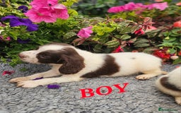 English Springer Spaniel dogs for sale: QUALITY WORKING ESS PUPS - Image 17