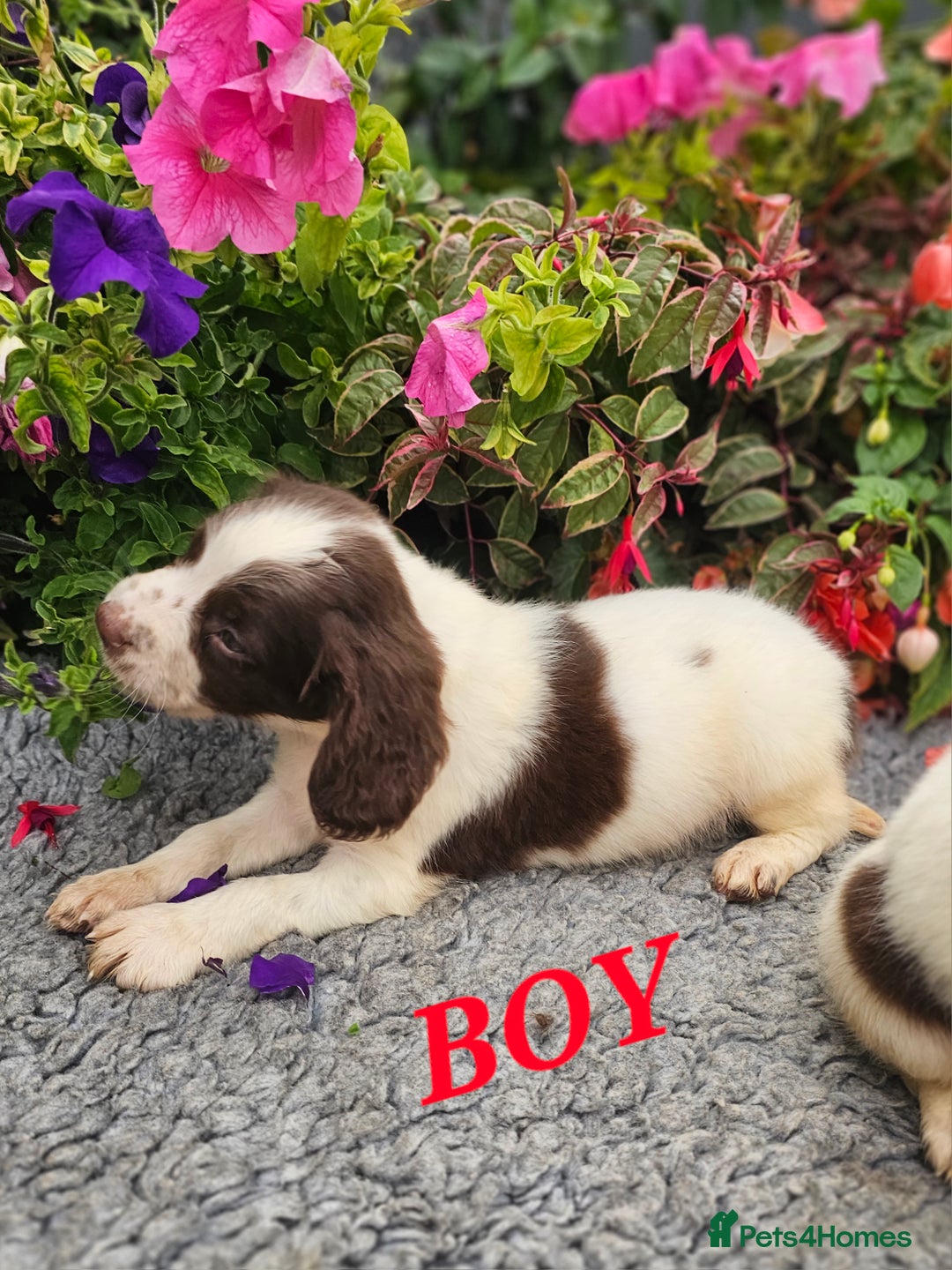English Springer Spaniel dogs for sale: QUALITY WORKING ESS PUPS - Image 17