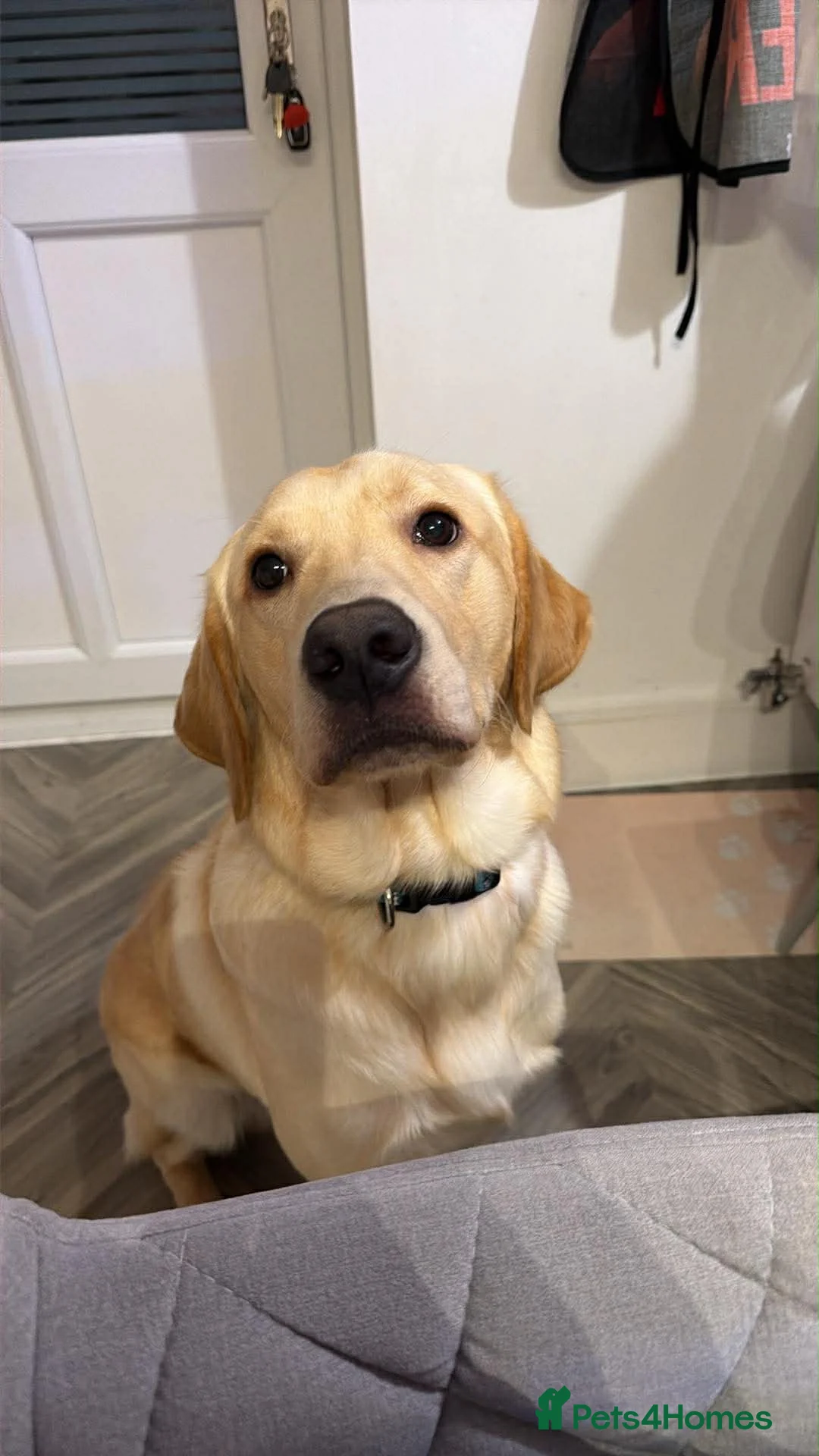 Goldador dogs for sale: Roxas  in Wantage - Advert 3