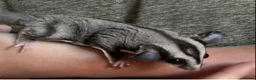 Sugar Glider rodents for sale: Gorgeous black Beauty sugar glider - Advert 3