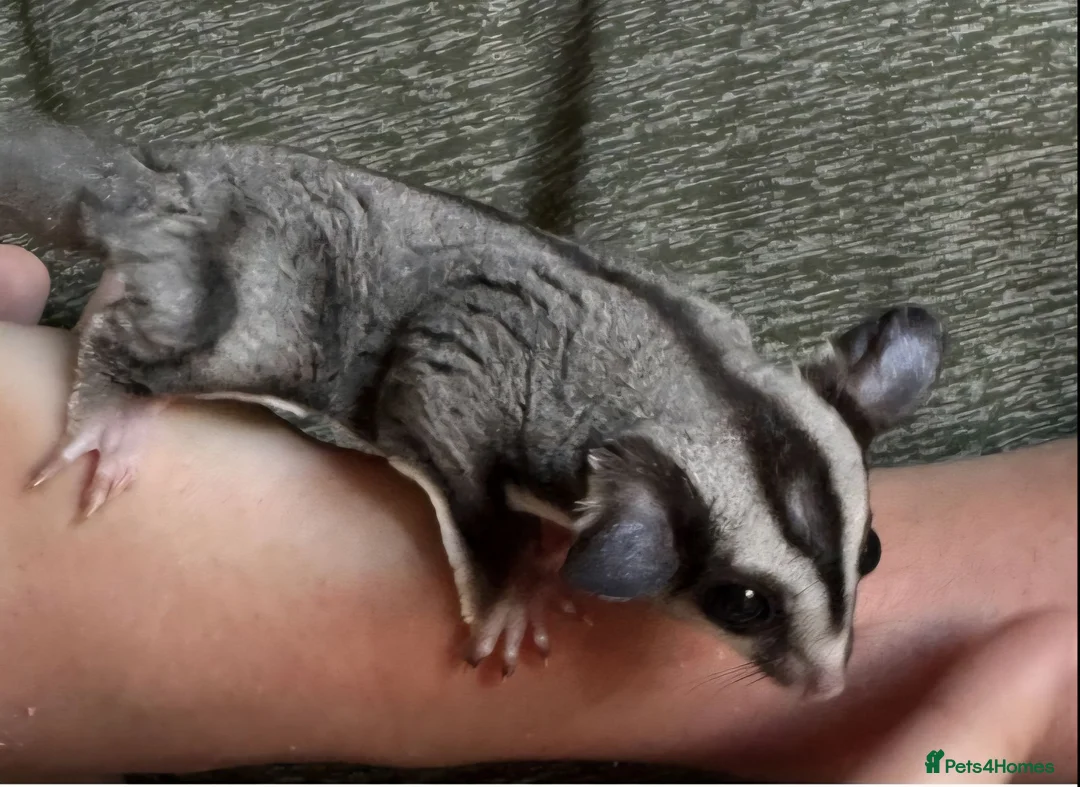 Sugar Glider rodents for sale: Gorgeous black Beauty sugar glider - Advert 3