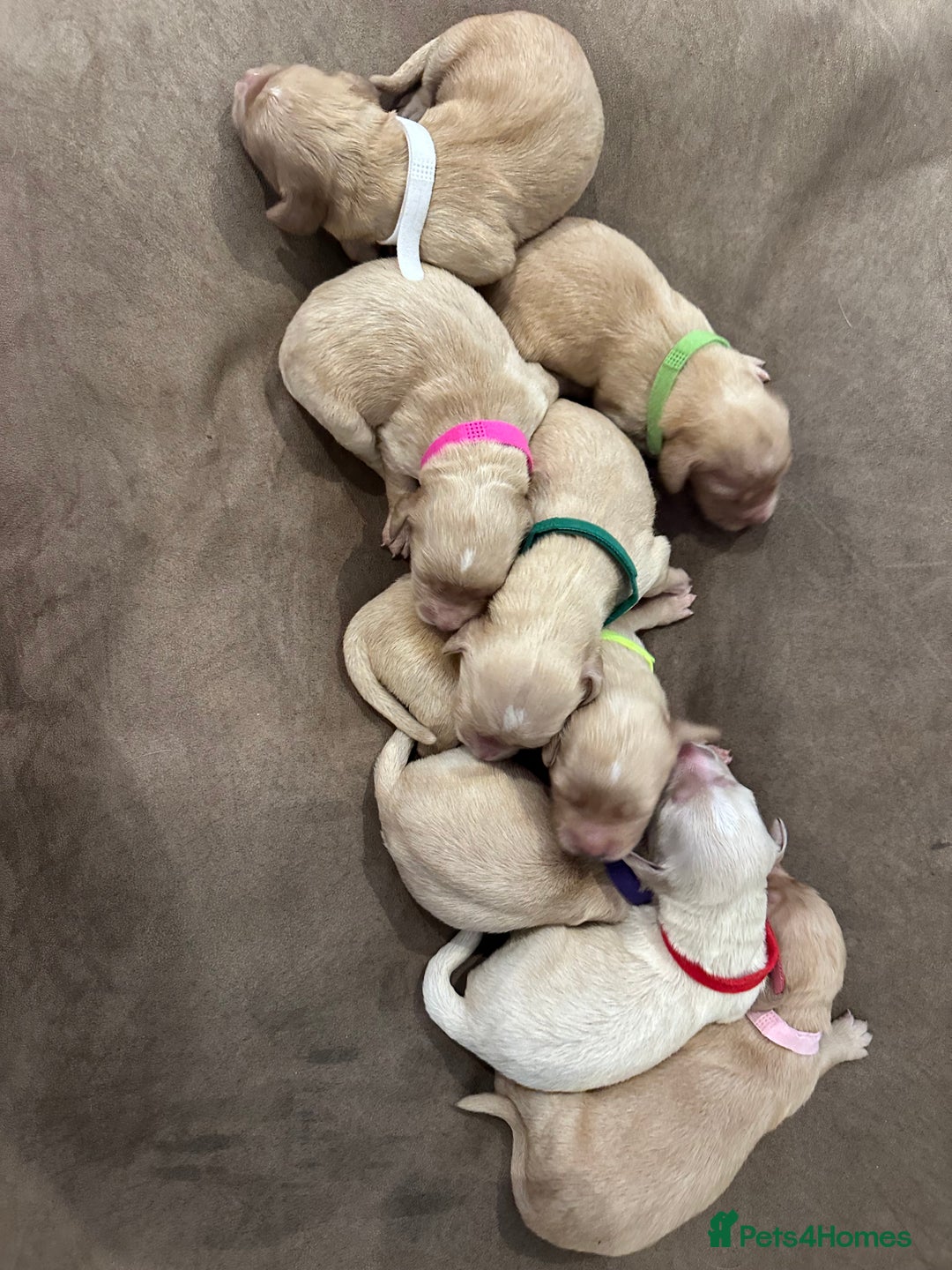 Mixed Breed dogs for sale: Golden Cocker Retriever Puppies  - Advert 2