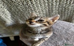 British Shorthair cats for sale: British Shorthair Kittens -Ready for Loving Homes  - Image 6