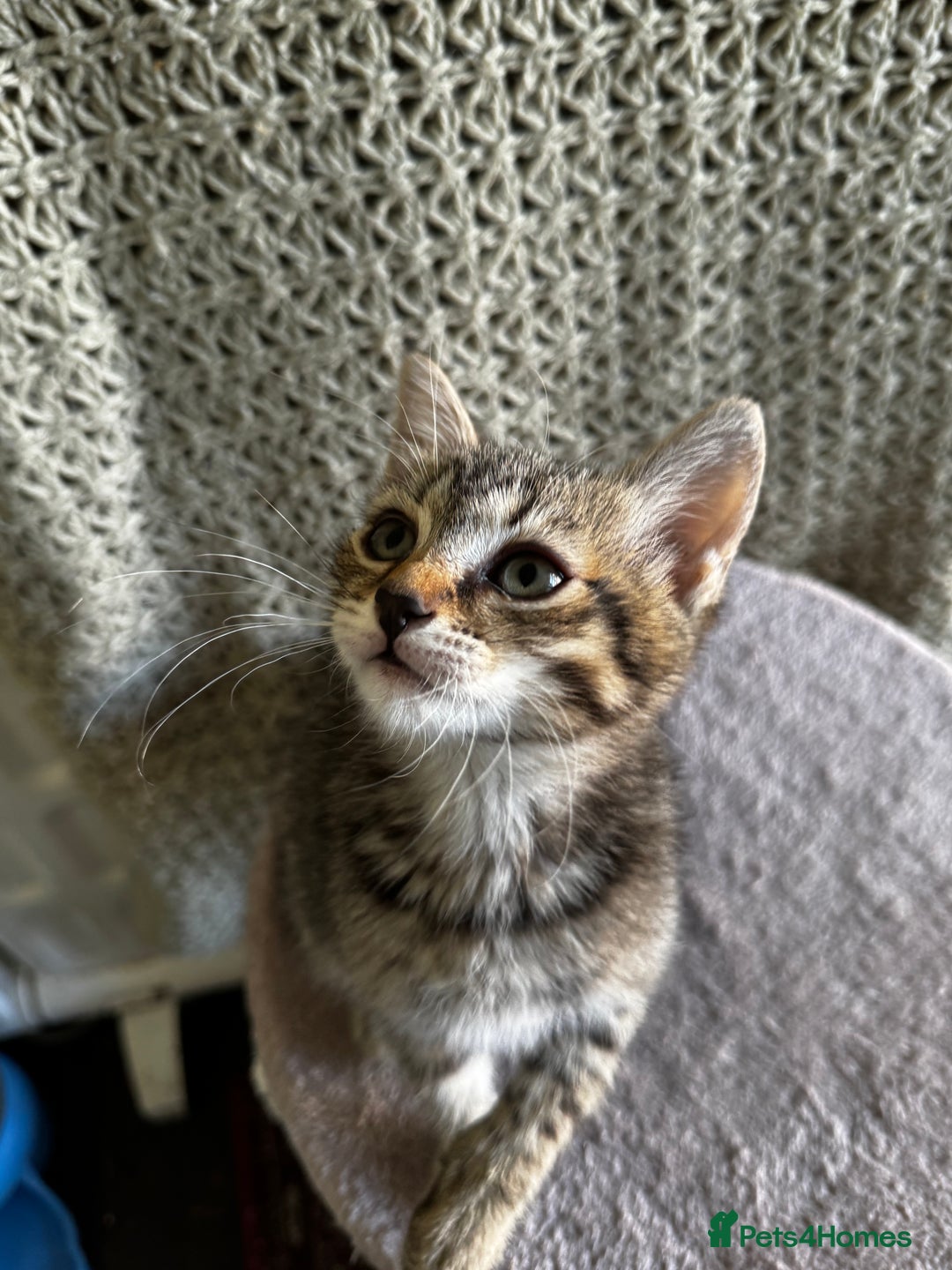 British Shorthair cats for sale: British Shorthair Kittens -Ready for Loving Homes  - Image 6