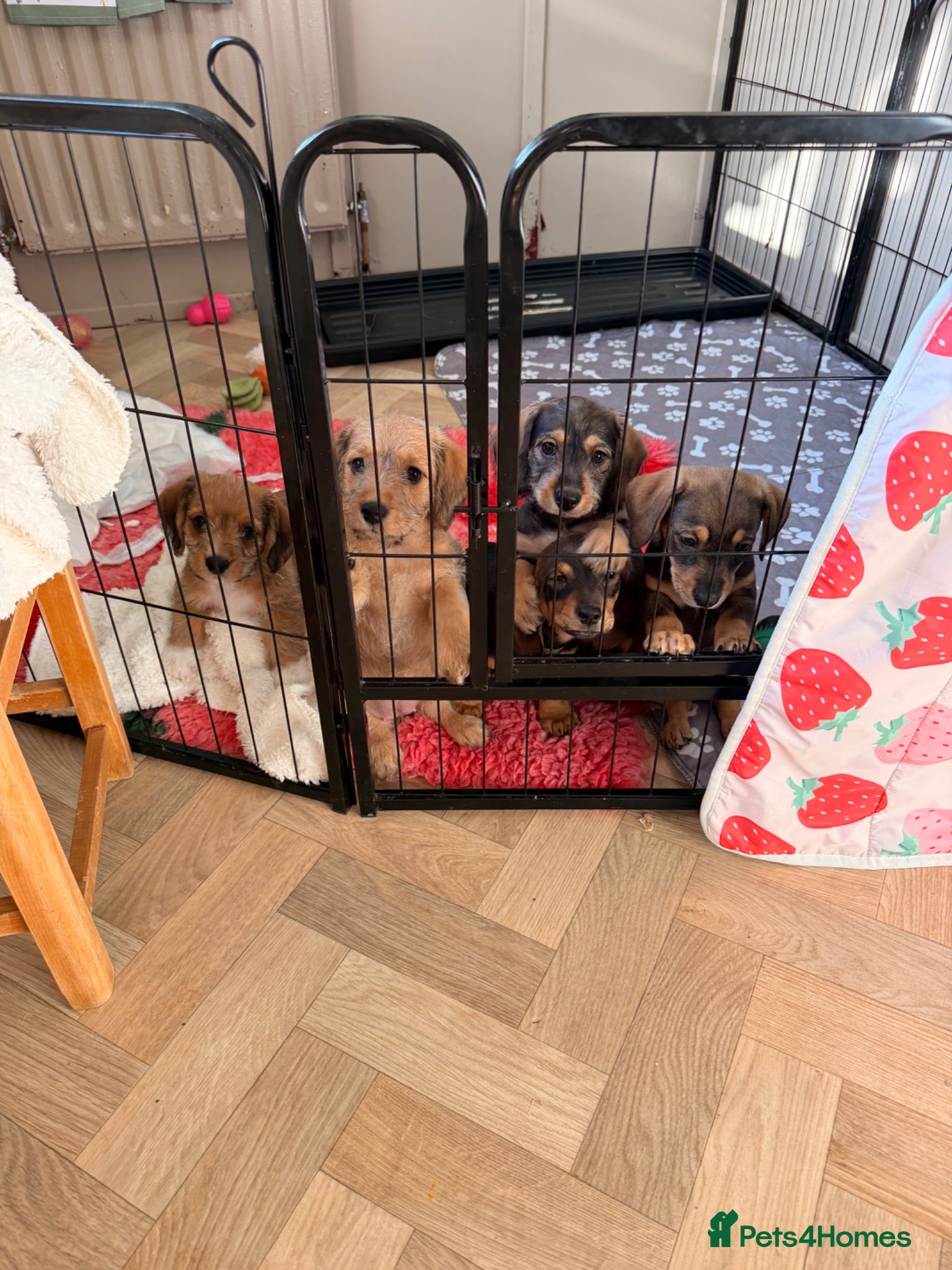 Mixed Breed dogs Miniature dachshund cross cavachons - Advert 13