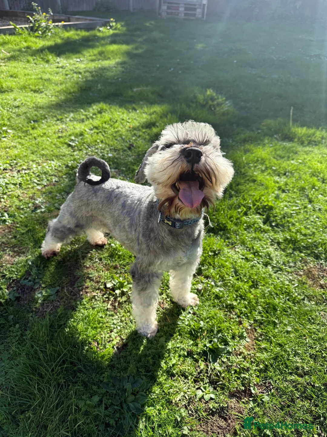 Miniature Schnauzer dogs for stud: BUDDY & HARRY  - Advert 2