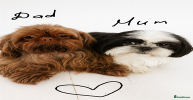 Shih Tzu dogs Shih Tzu Puppy  - Advert 12