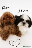 Shih Tzu dogs Shih Tzu Puppy - Advert 3