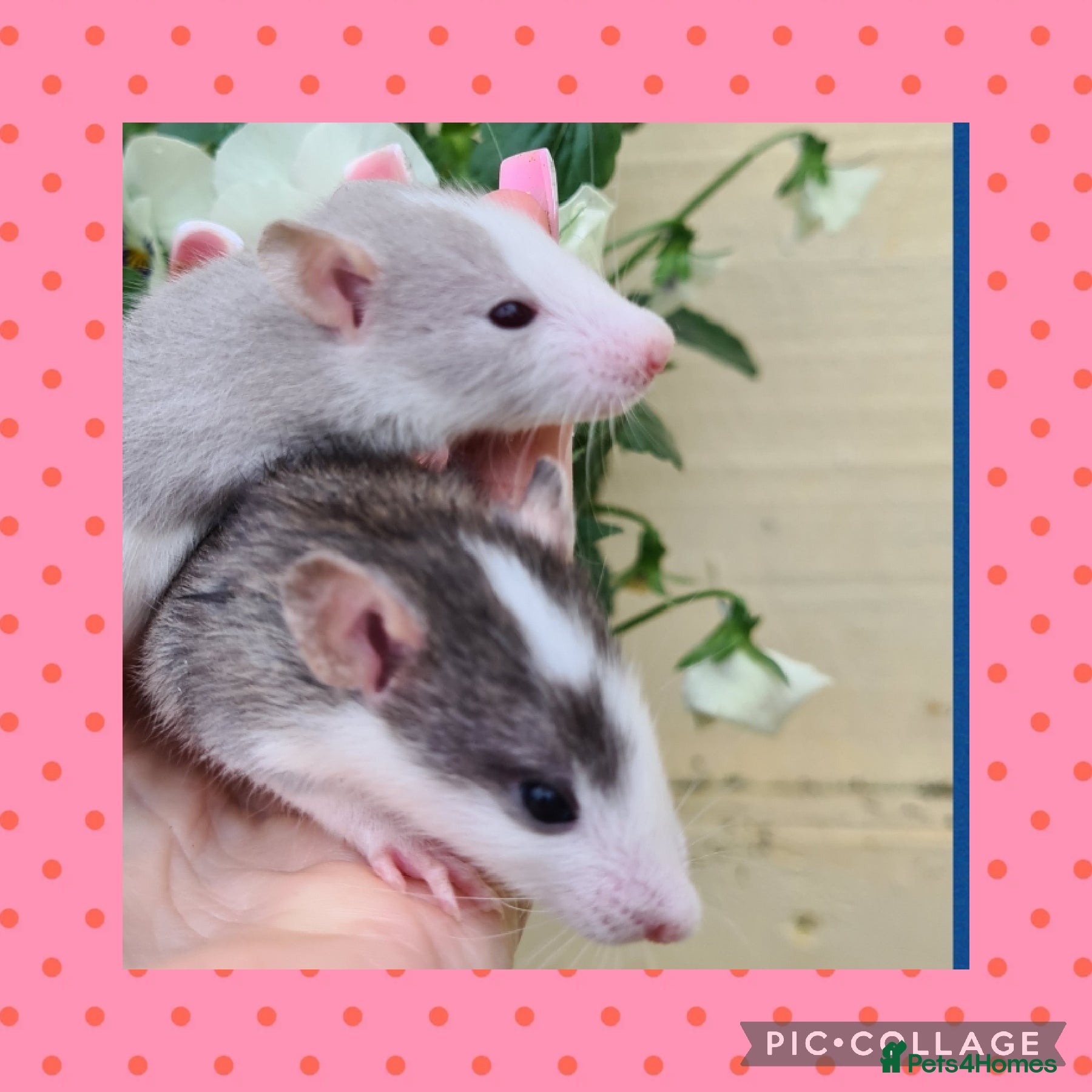 Rat rodents ***Stunning Tame and Loving Natured Baby Rats *** - Advert 16