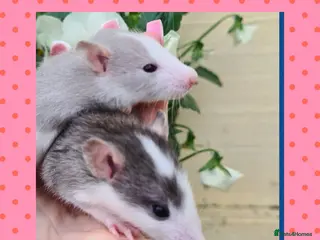 Rat rodents ***Stunning Tame and Loving Natured Baby Rats *** - Advert 16
