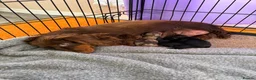 Miniature Dachshund dogs for sale: 5* KC Champion Blood Miniature Long Hair Dachshund - Advert 16