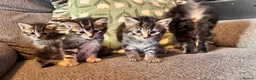 Mixed Breed cats for sale: Stunning kittens 🐈‍⬛ - Advert 14