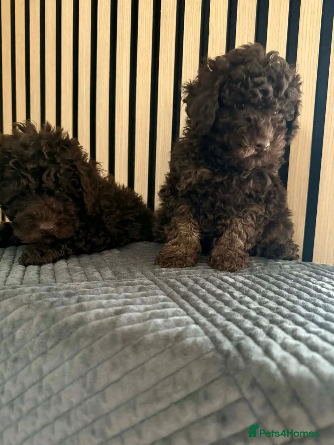 Poodle dogs for sale: Poodle ready to go  - Advert 1