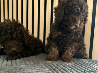 Poodle dogs Poodle ready to go - Advert 7