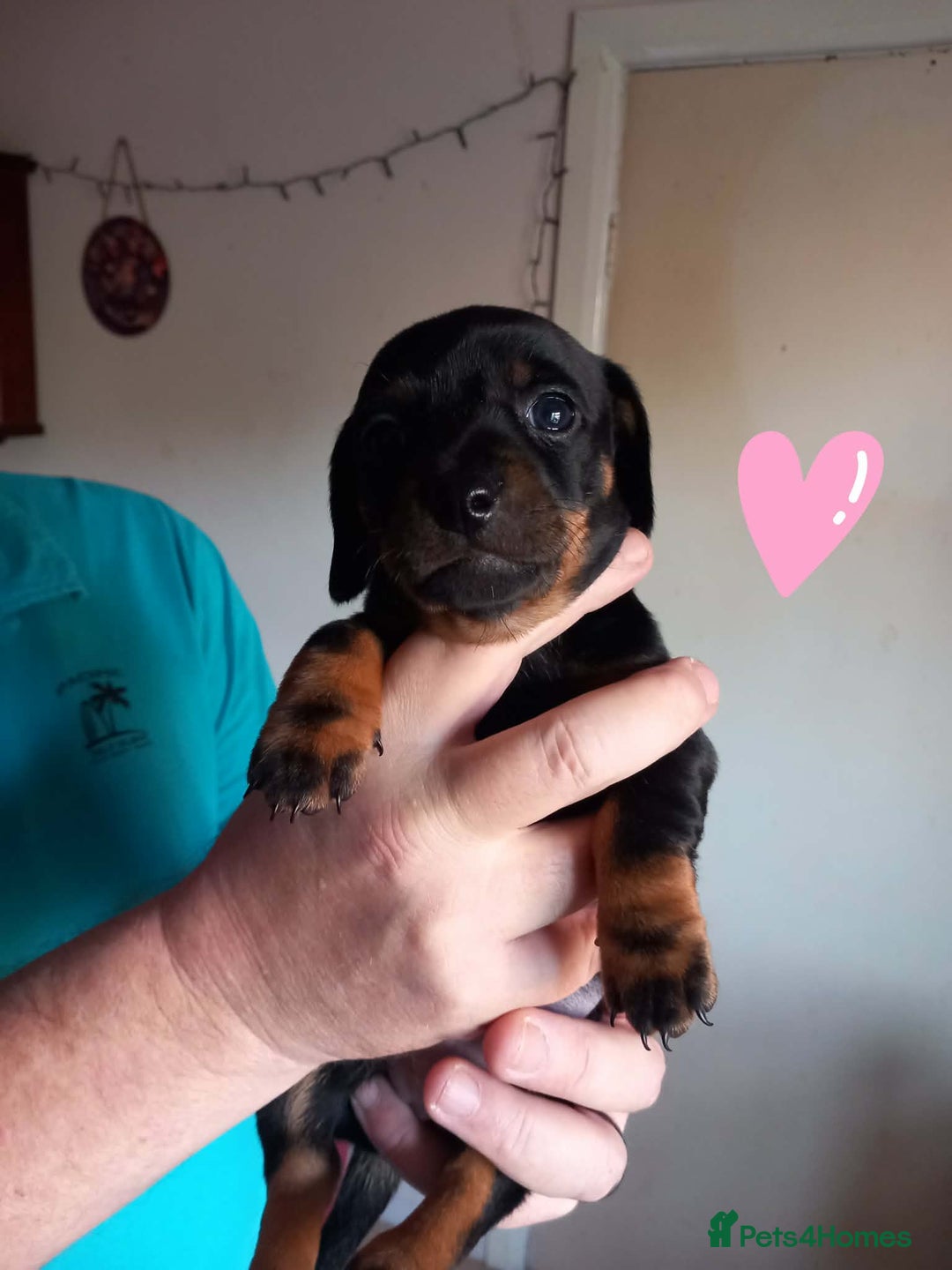 Dachshund dogs for sale: Dachshund puppies for sale  - Advert 6