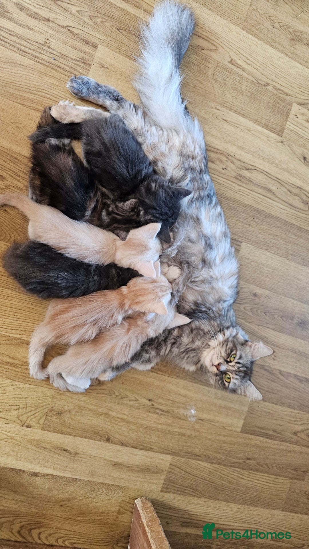 Maine Coon cats for sale: LARGE BREED Maine Coon cross  - Image 32