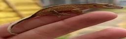 Gecko reptiles for sale: 2 Crested Gecko babies approx 10CM in Ilford - Advert 6