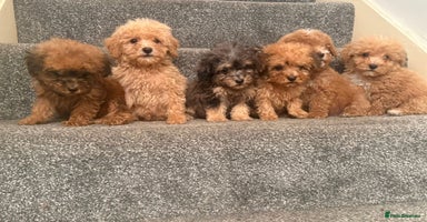 Poochon dogs - Advert 9