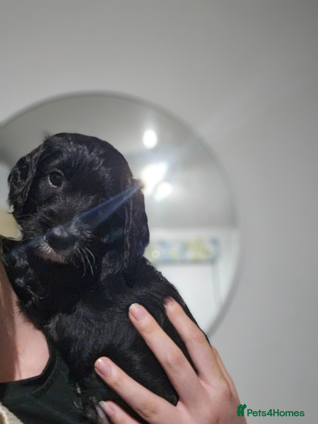 Cockapoo dogs for sale: Beautiful Cockapoo boys - Image 2