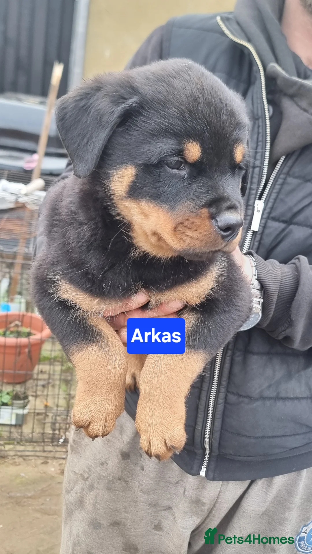 Rottweiler dogs for sale: ONLY 1 BOY LEFT Champion Bloodline KC Rottweilers - Advert 3