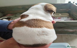 Jack Russell dogs for sale: Jack Russell puppies  - Image 8