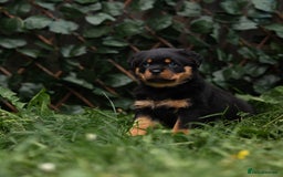 Rottweiler dogs for sale: Beautiful KC registered Rottweiler puppies  - Image 2