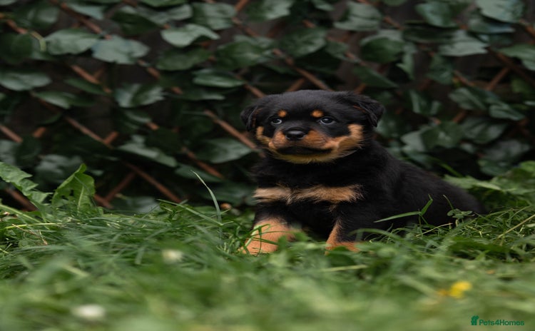 Rottweiler dogs - Advert 15