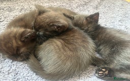 Mixed Breed cats for sale: kitten for sale! - Image 7