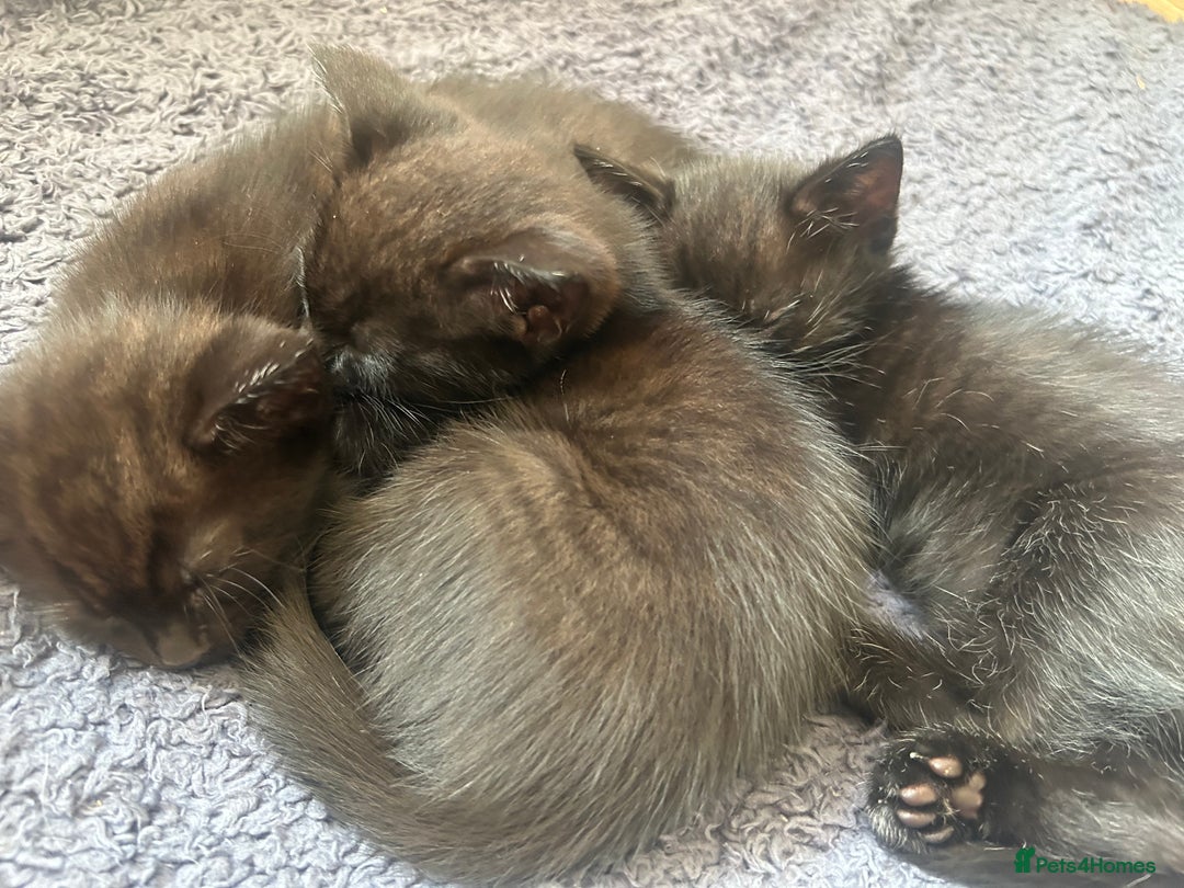 Mixed Breed cats for sale: kitten for sale! - Image 7