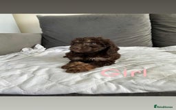 Cockapoo dogs for sale: F2 cockapoo - Image 4