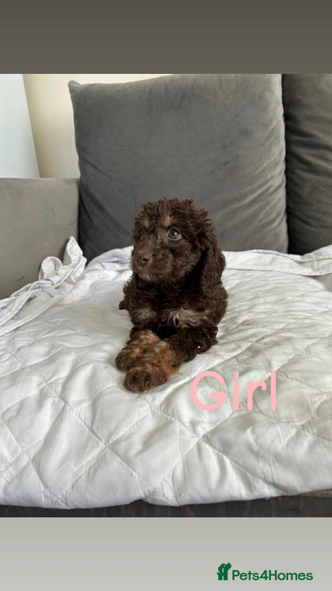 Cockapoo dogs for sale: F2 cockapoo - Image 4