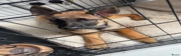 Mixed Breed dogs for sale: 4 months old Belgian Malinois x German shepherd  - Advert 2