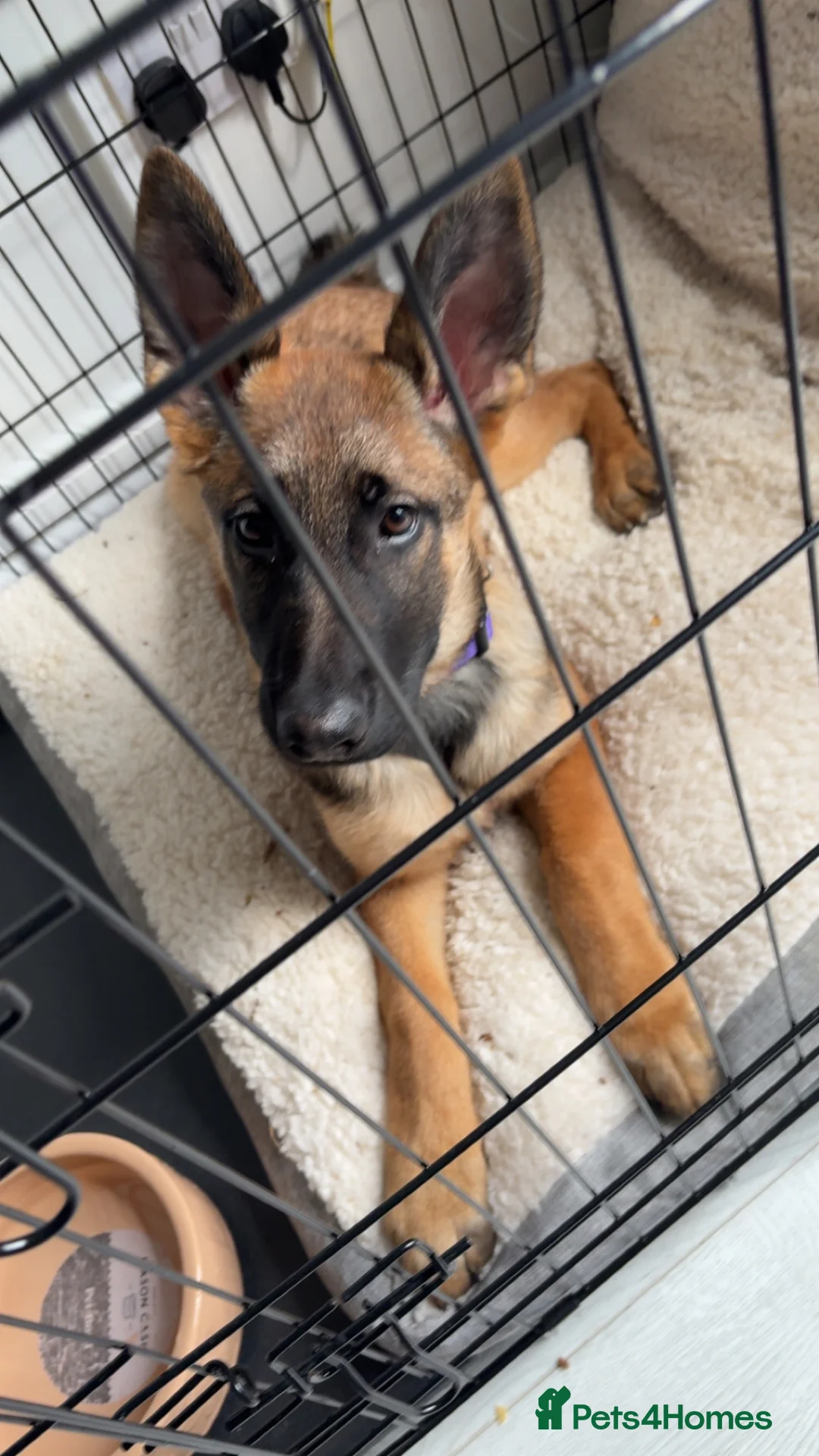Mixed Breed dogs for sale: 4 months old Belgian Malinois x German shepherd  - Advert 2