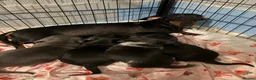 Dachshund dogs for sale: Dashhound puppies  in Kidderminster - Advert 1