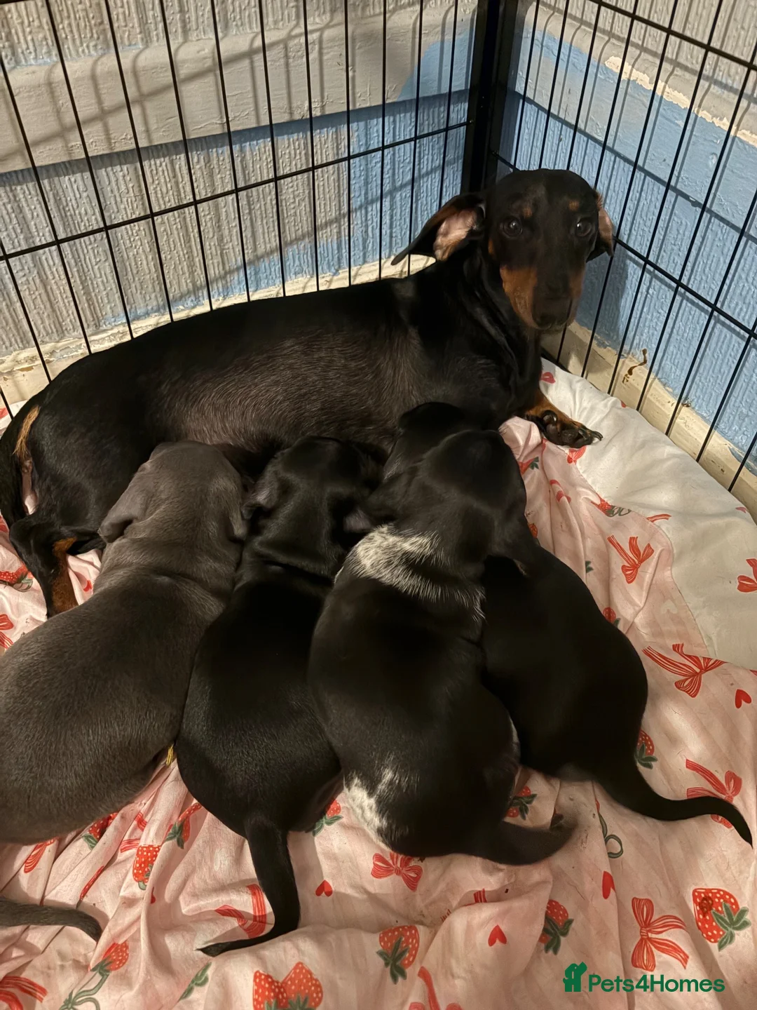 Dachshund dogs for sale: Dashhound puppies  in Kidderminster - Advert 1