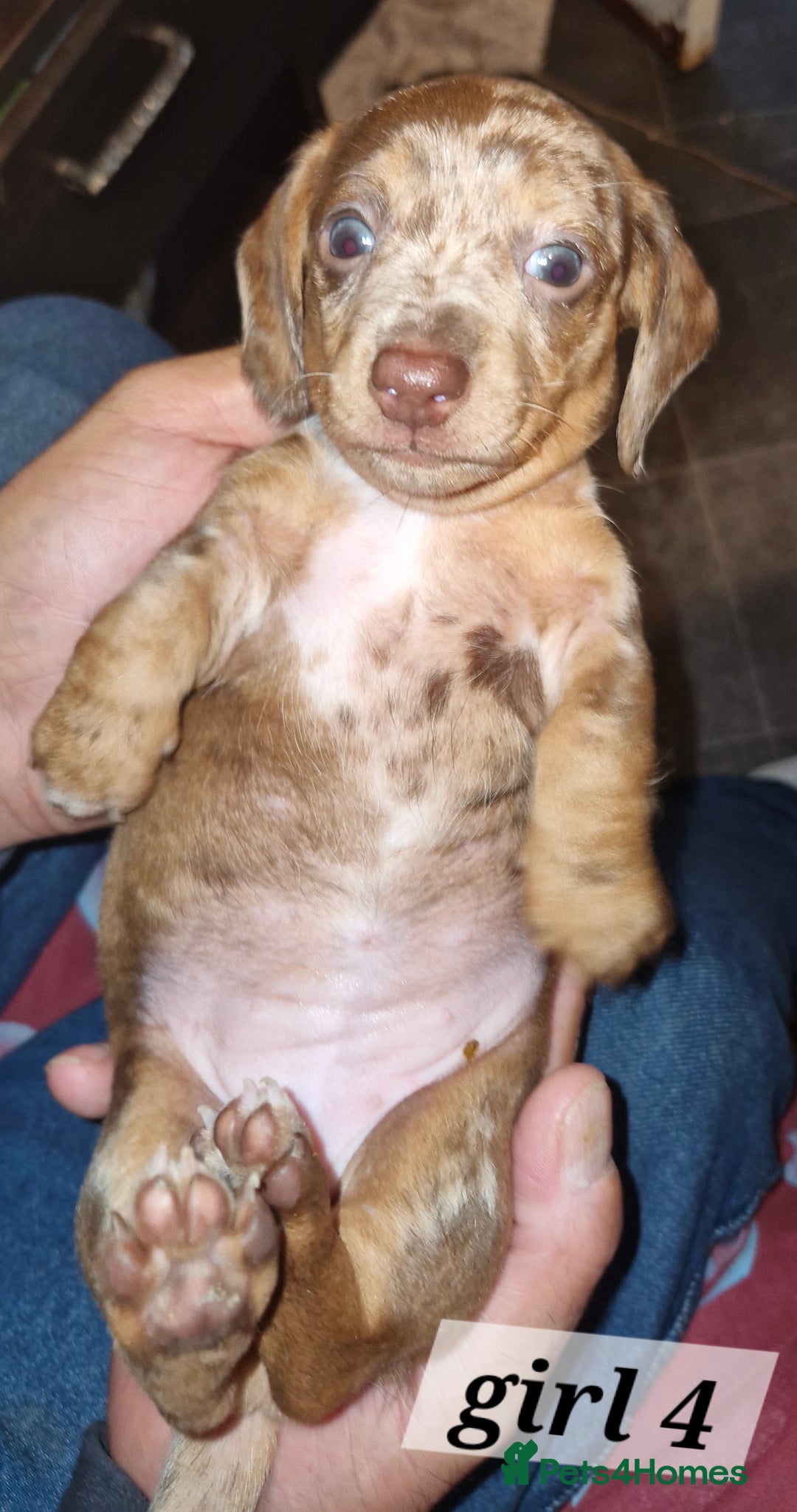 Dachshund dogs for sale: 7 beautiful dachshunds puppys - Image 12
