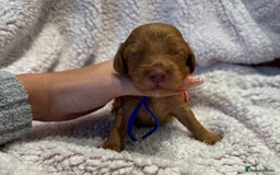 Cockapoo dogs for sale: F1 health clear stunning cockapoos - Image 32