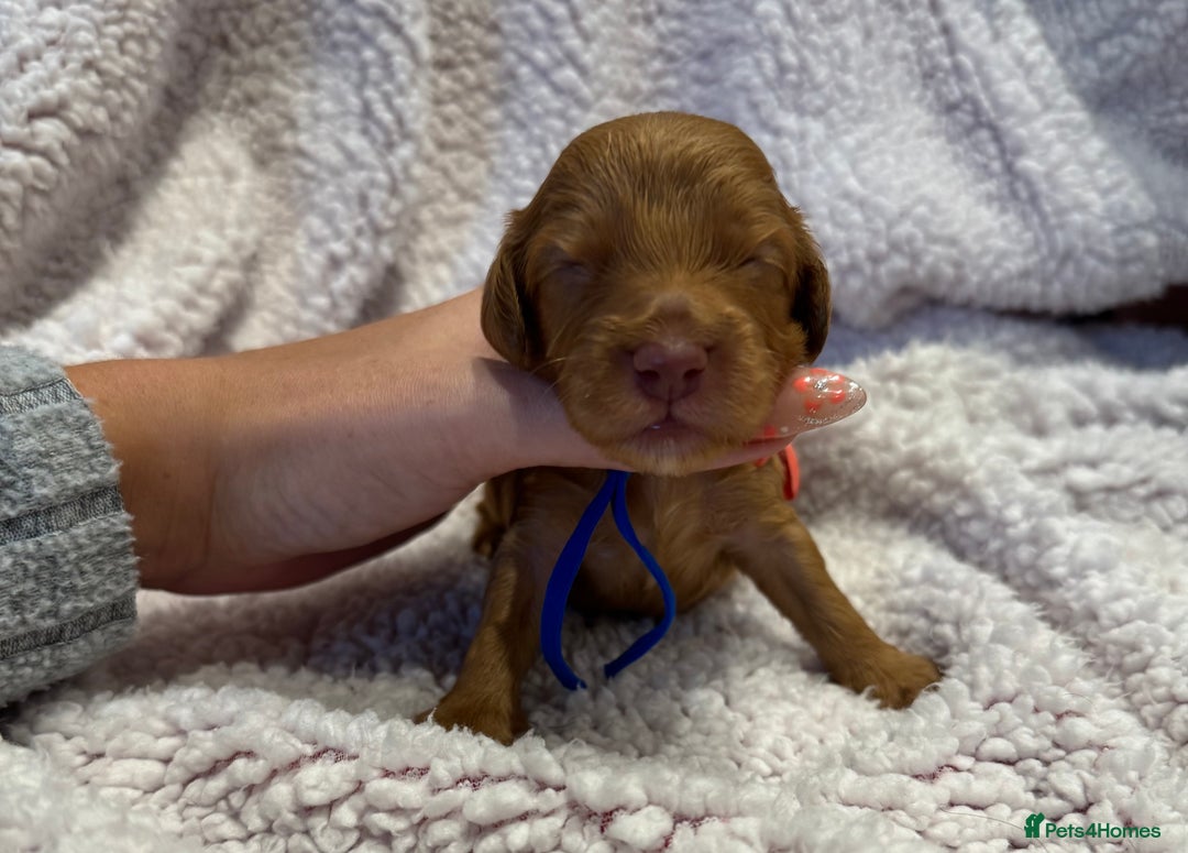Cockapoo dogs for sale: F1 health clear stunning cockapoos - Image 32