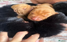 Hungarian Vizsla dogs for sale:  Adorable Vizsla Puppies for Sale🐶😍❤️ - Image 9