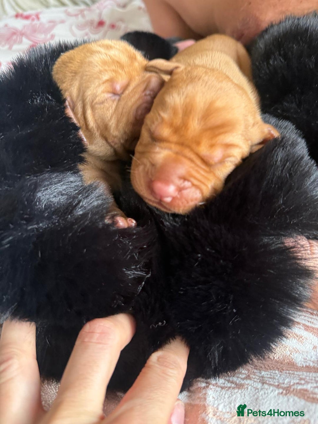 Hungarian Vizsla dogs for sale:  Adorable Vizsla Puppies for Sale🐶😍❤️ - Image 9