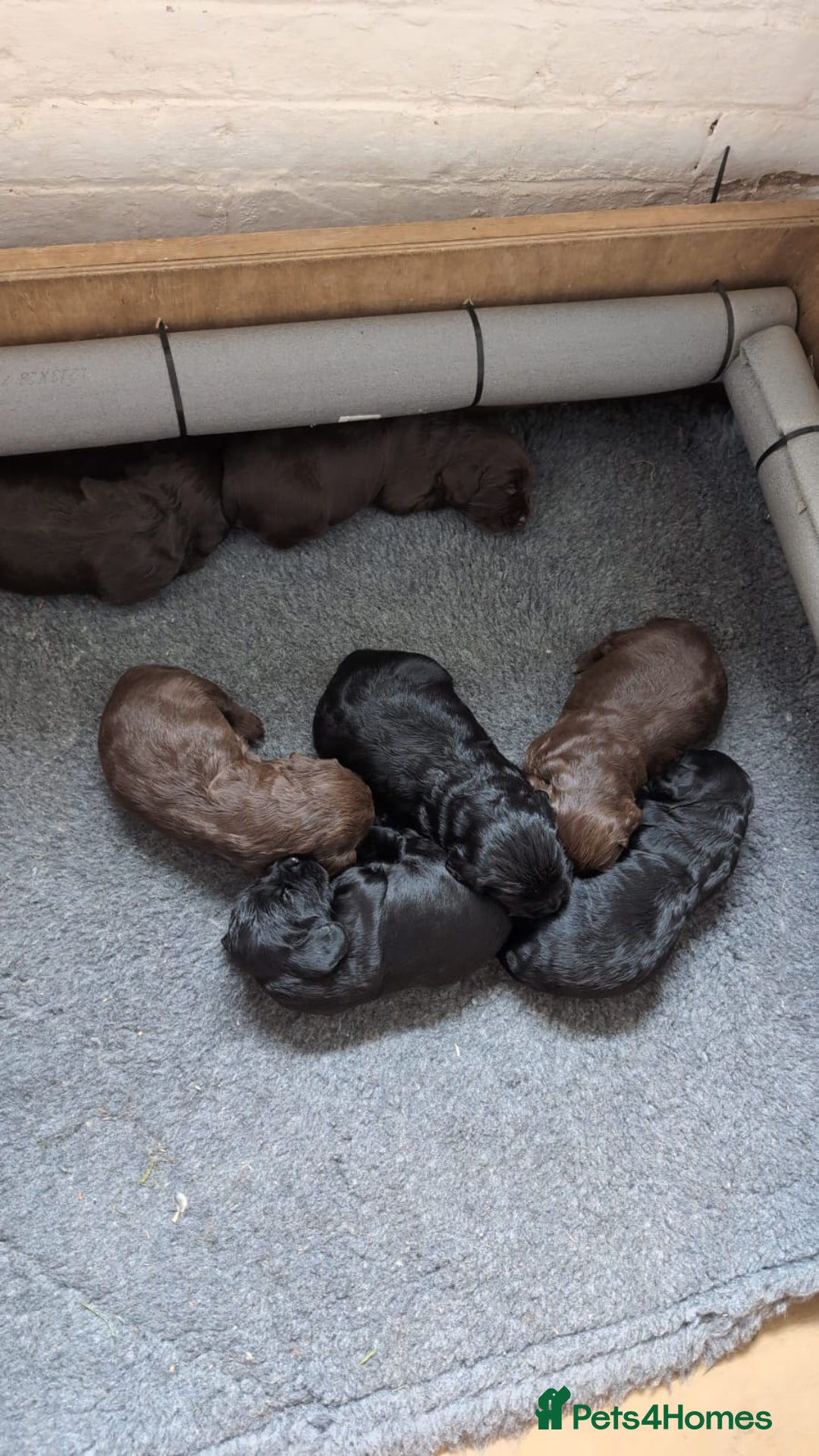 Sprocker dogs for sale: Working Sprocker puppies for sale - Image 2