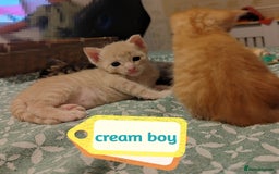 Mixed Breed cats for sale: 6 Gorgeous Kittens Looking for Forever Homes  - Image 22