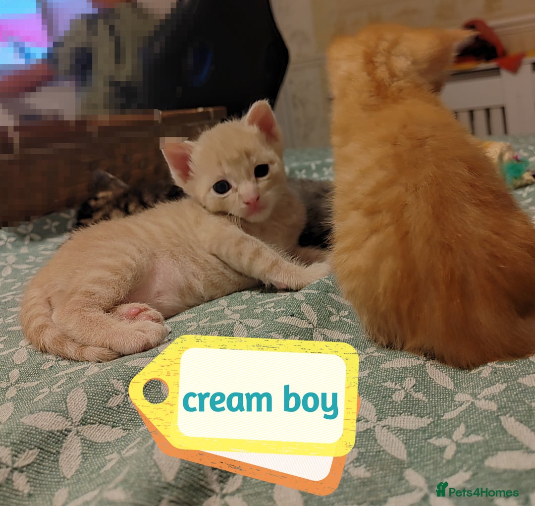 Mixed Breed cats for sale: 6 Gorgeous Kittens Looking for Forever Homes  - Image 22