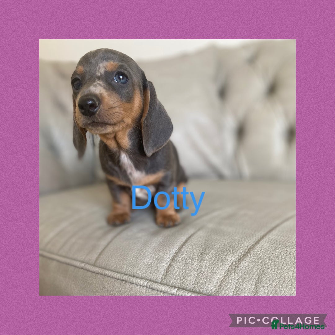 Miniature Dachshund dogs for sale: Miniture dachshund puppies - Image 18