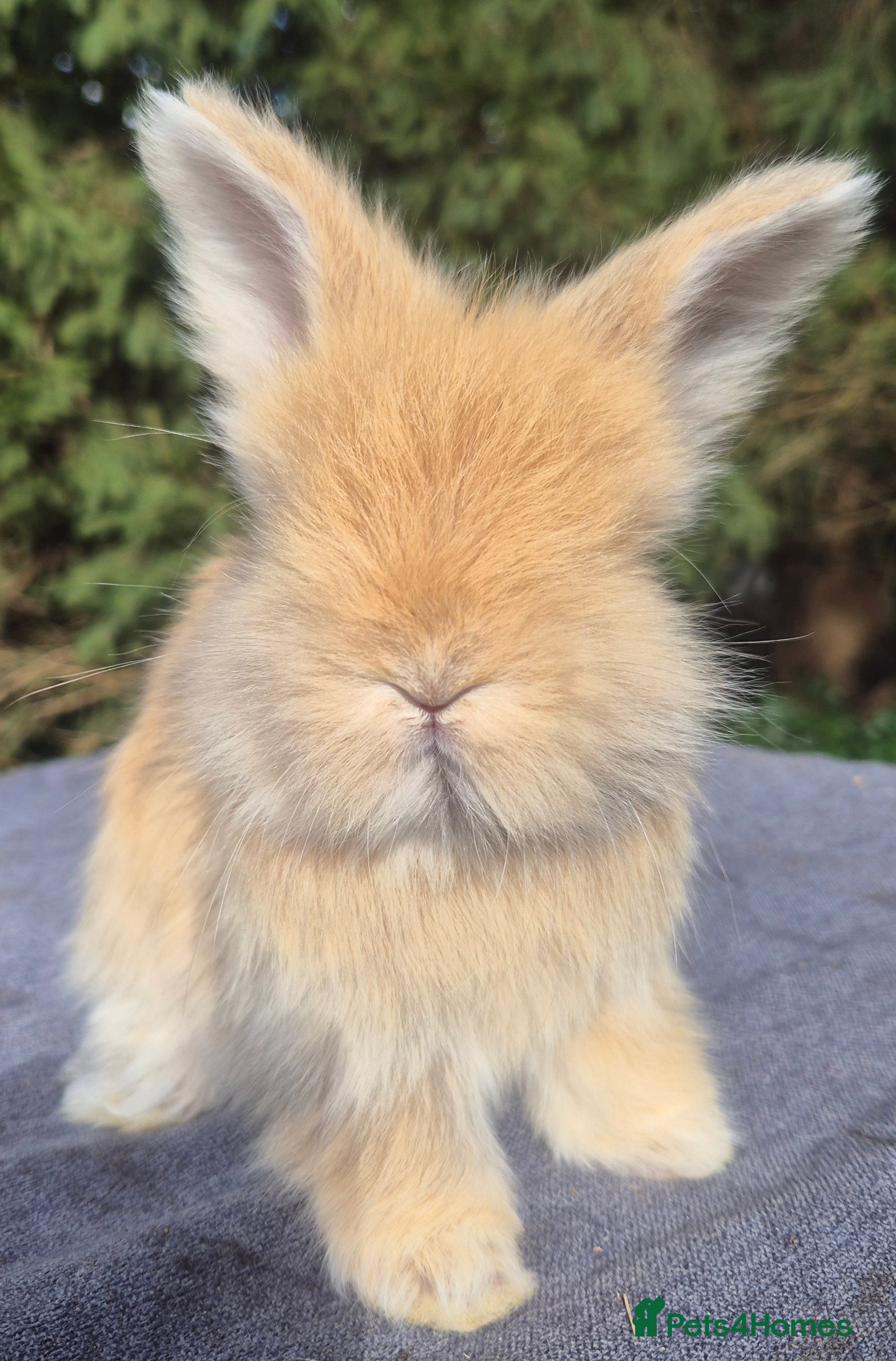 Angora rabbits 💙Stunning angora boys-imported parents💙  - Advert 4
