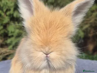 Angora rabbits 💙Stunning angora boys-imported parents💙 - Advert 4